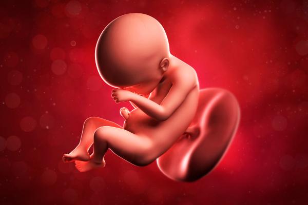 ¿Los bebés lloran en la barriga? - ¿Cómo lloran los bebés en la barriga?