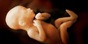 ¿Los bebés lloran en la barriga?