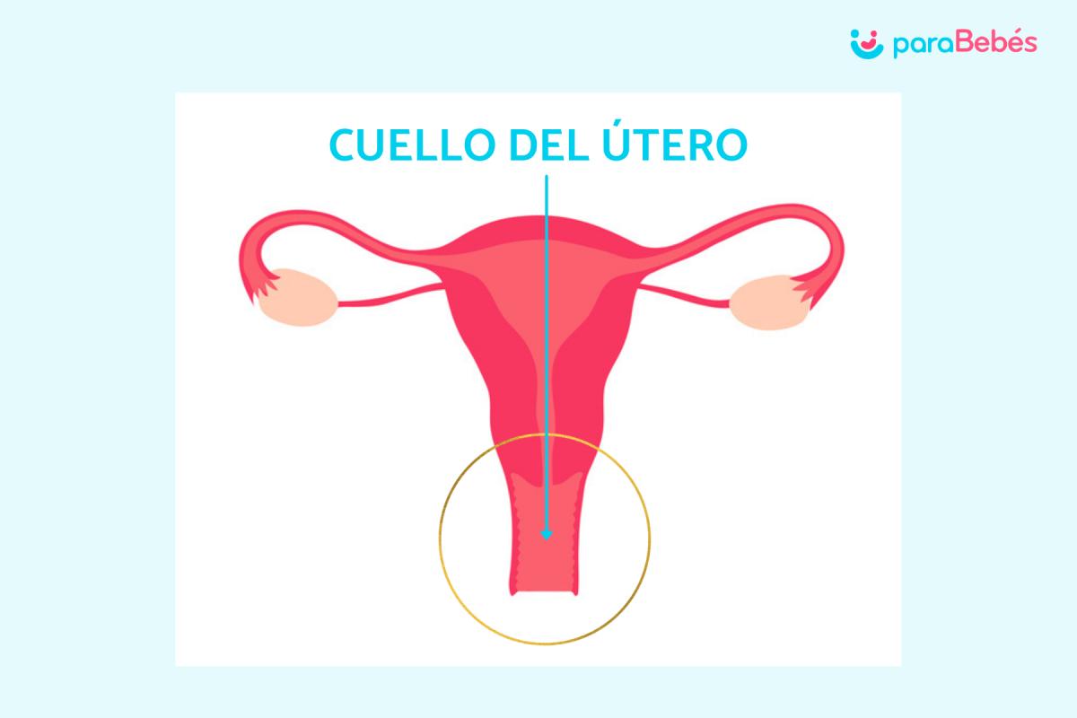 Qué significa tener el cuello del útero blando