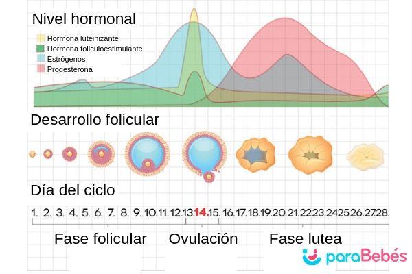 Semana 2 de embarazo - ¿Qué pasa en la semana 2 de embarazo?