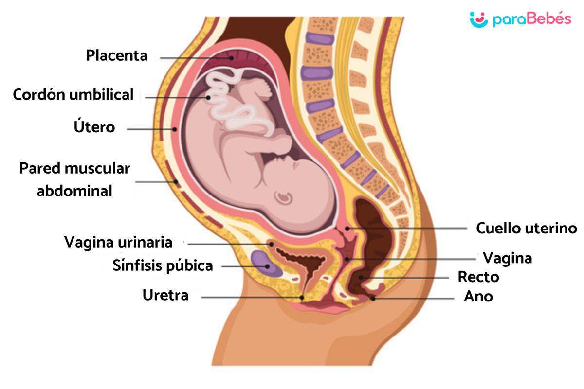 Cómo es la barriga de una embarazada por dentro