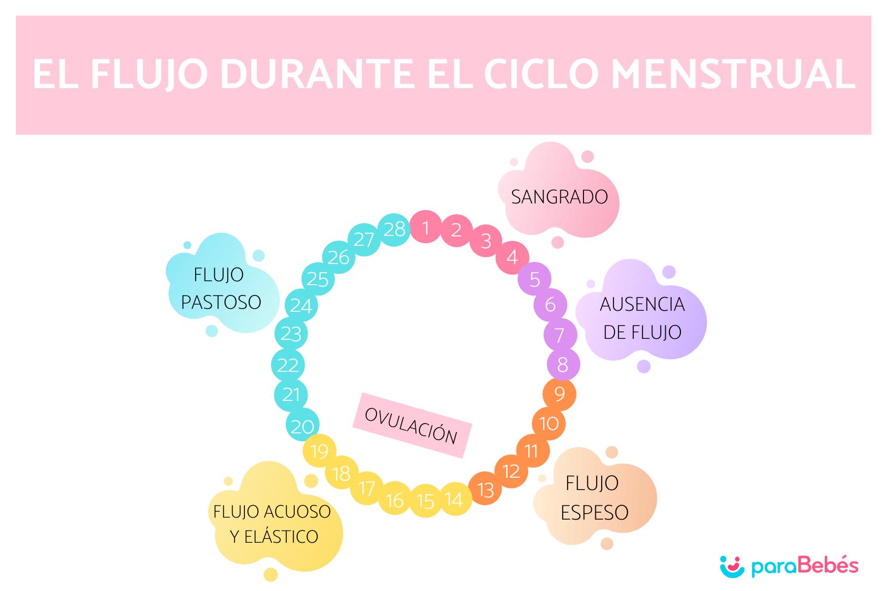 Cómo saber si estoy ovulando los 7 síntomas y cálculo