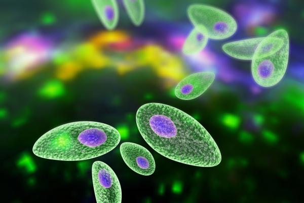 Toxoplasmosis en el embarazo: causas, síntomas, riesgos y tratamiento - ¿Que causa la toxoplasmosis?
