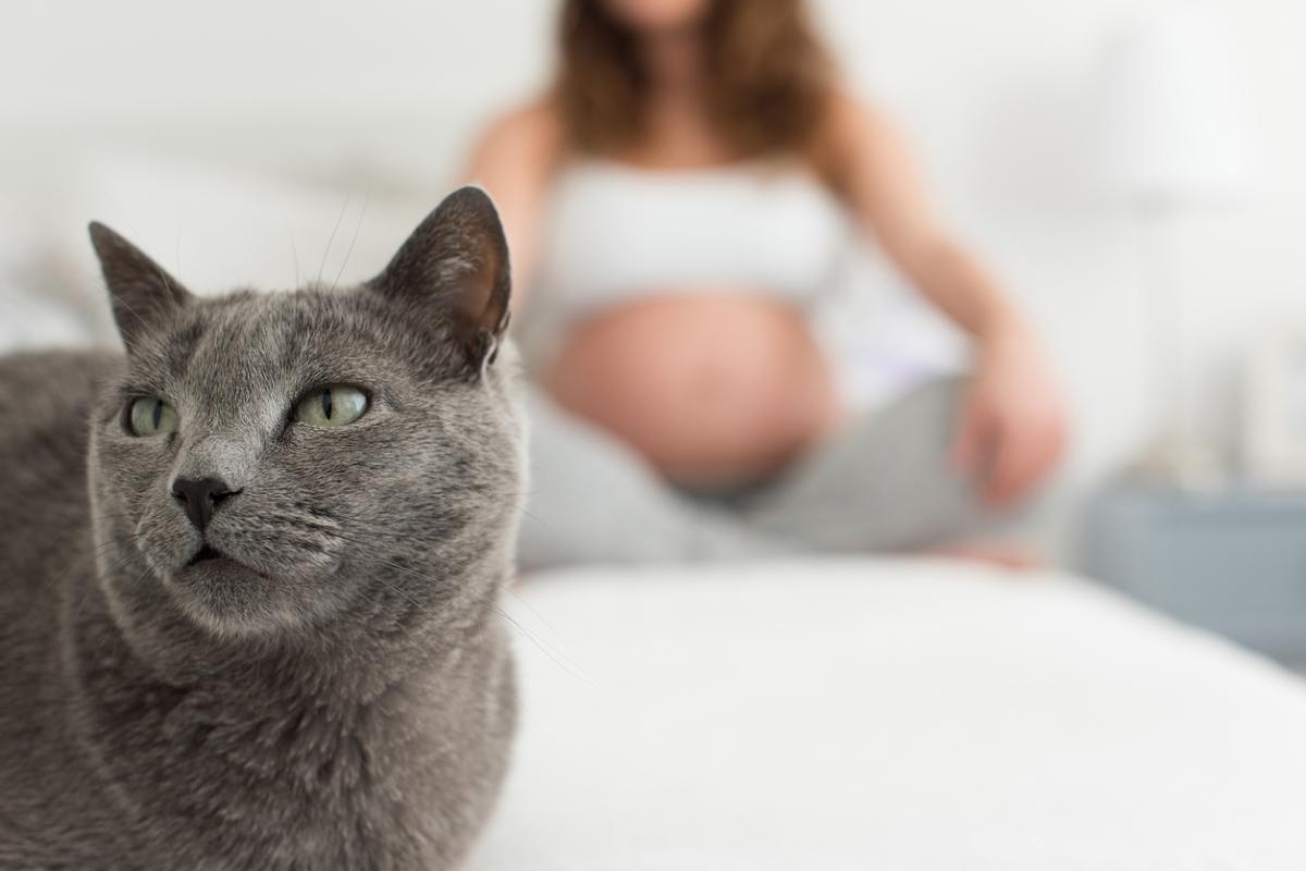 Toxoplasmosis en el embarazo: causas, síntomas, riesgos y tratamiento