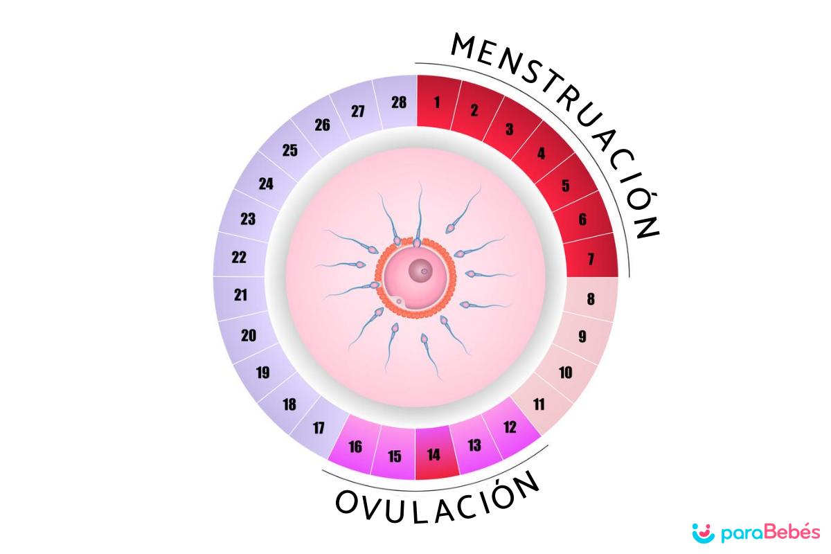 Cuáles son los días fértiles de una mujer