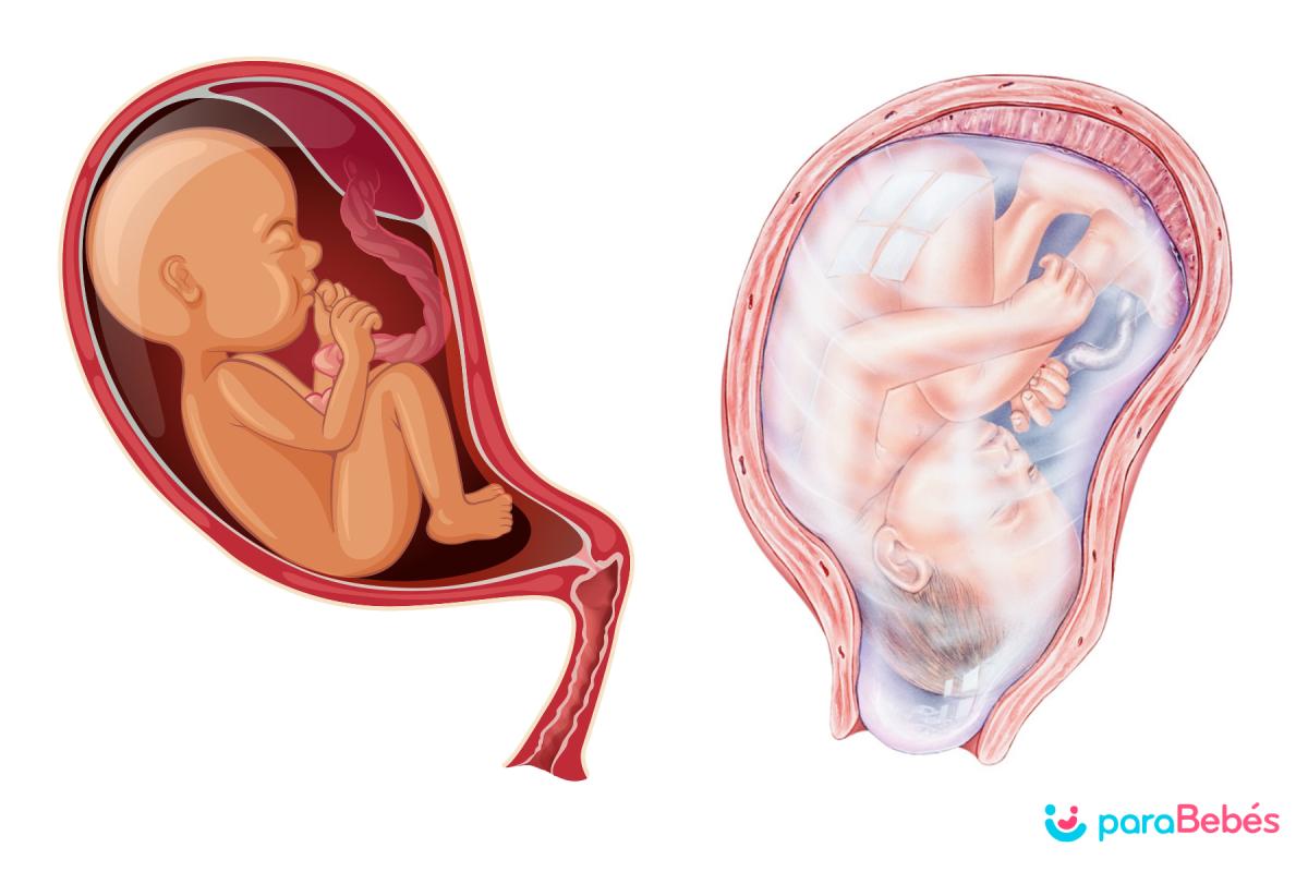 ¿Hasta qué semana se puede dar la vuelta el bebé en el embarazo?