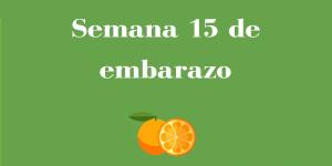 Semana 15 de embarazo