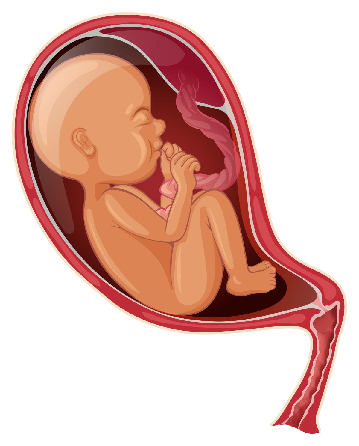 Cuándo se nota al bebé con placenta anterior