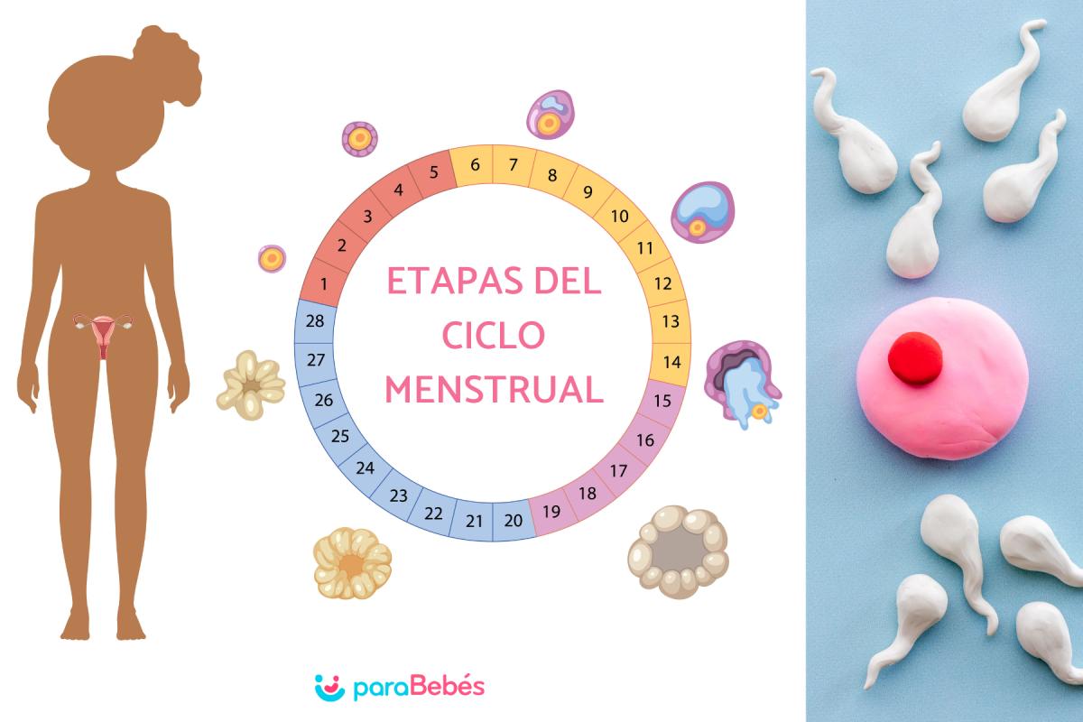 Si eyacula dentro con la regla, ¿puedo quedarme embarazada?