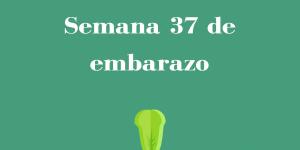 Semana 37 de embarazo