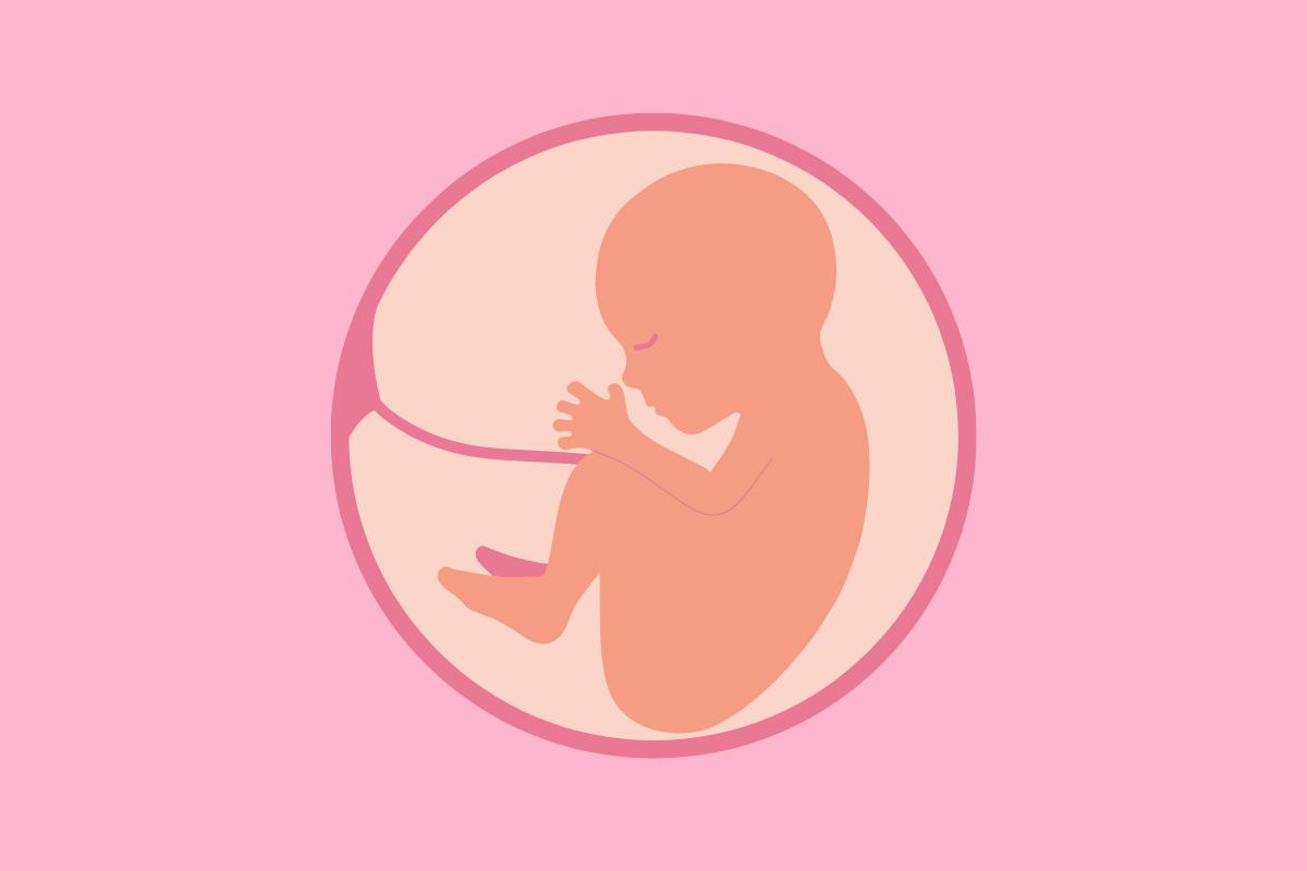 ¿Cuándo se forma el cordón umbilical?