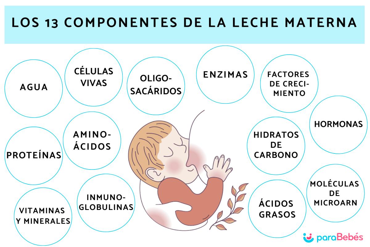Composición de la leche materna